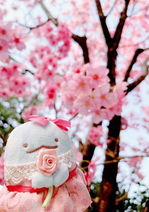 #さくらの日   