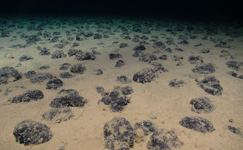 Scottish Association for Marine Science (@samsoceannews) on Twitter photo A new deep-sea study involving SAMS scientists and led by <a href="/NOCnews/">National Oceanography Centre</a> and <a href="/NHM_London/">Natural History Museum</a> reveals the long-term impacts and the first signs of biological recovery in seabed mining tracks, 44-years after deep-sea trails in the Pacific #Ocean.🌊🧪
Read more 👉 sams.ac.uk/news/sams-news… A new deep-sea study involving SAMS scientists and led by <a href="/NOCnews/">National Oceanography Centre</a> and <a href="/NHM_London/">Natural History Museum</a> reveals the long-term impacts and the first signs of biological recovery in seabed mining tracks, 44-years after deep-sea trails in the Pacific #Ocean.🌊🧪
Read more 👉 sams.ac.uk/news/sams-news…