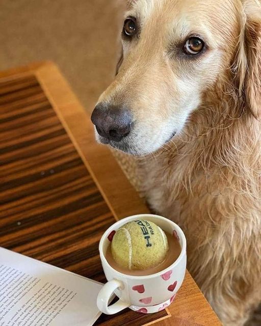 Buenos días!!😃❤️
Ya estamos de jueves!!
Que tengáis un bonito día. 🥰🖐🏻🐶☕️🌻🐣😘😘