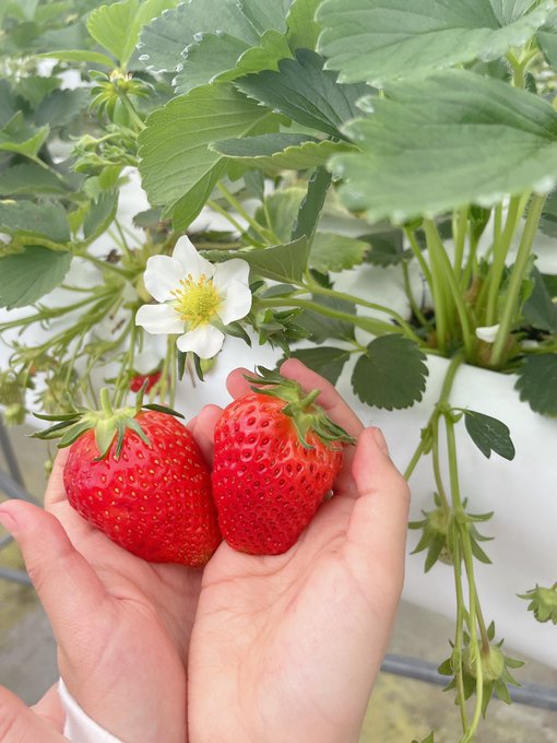 Twitterのコスプレ画像2