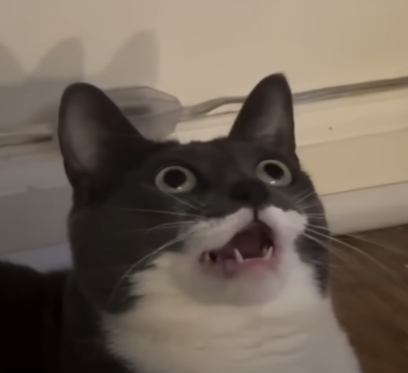 Varcan's tweet image. default cat #ghiblify