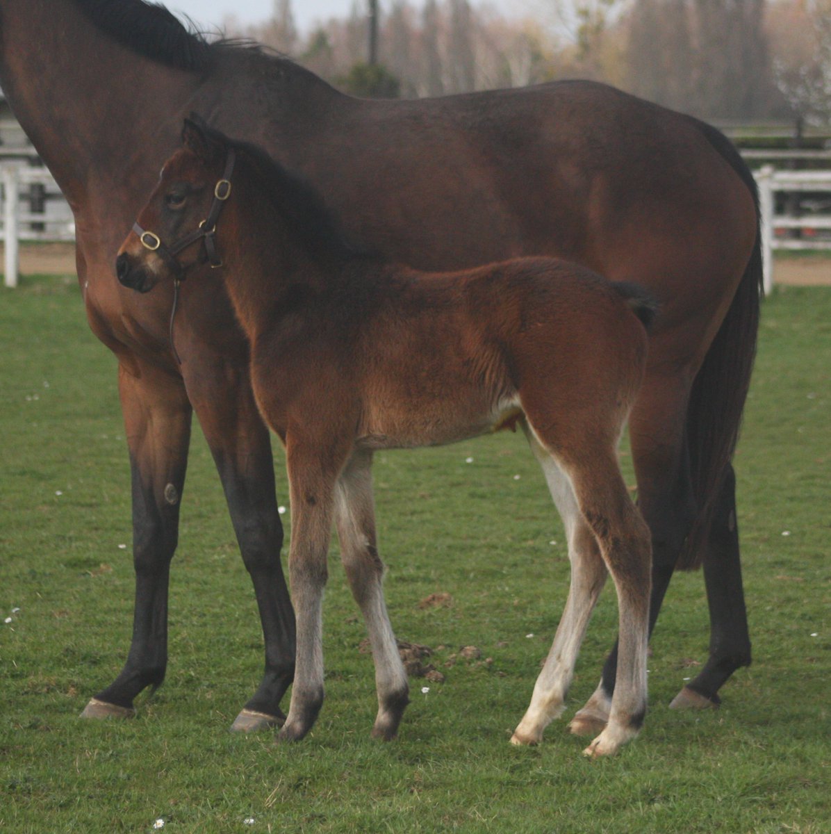 🔦Spotlight on this magnificent filly by our home stallion FLINTSHIRE. 

⭐️Harmonious, with size and strong points of force, she is out of TAKE THE RISK (No Risk At All), a six-time winner over jumps, including a Listed race over fences, which was the final race of her career!