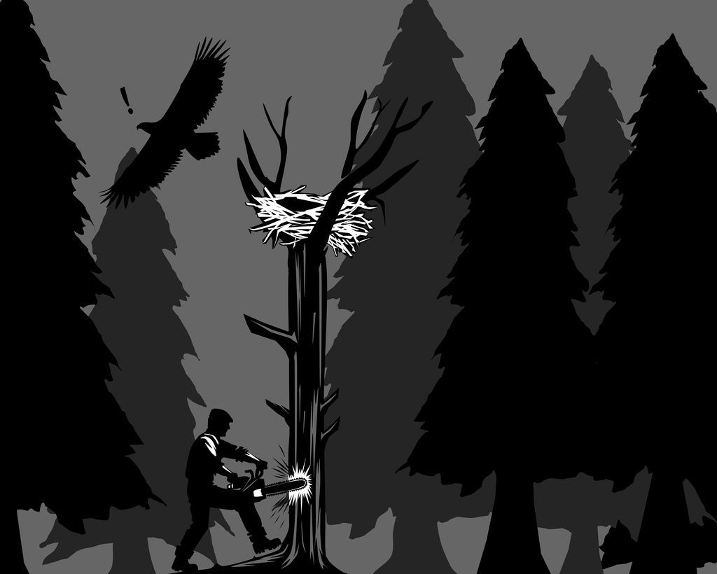 If you're a bird of prey on a driven grouse moor, nowhere is safe.

This is the story of illegal destruction of a White-tailed Eagle's nest.

You can read the full story &amp; sign our petition to ban driven grouse shooting here: wildjustice.org.uk/general/how-lo…

Please like and share!