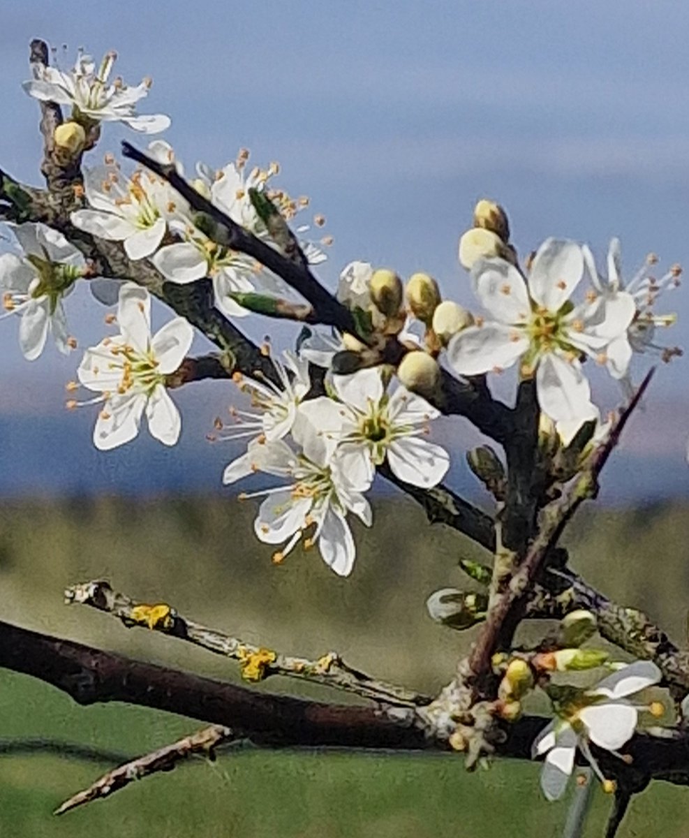 GlennHutton6's tweet photo. Blackthorn #nativehedge https://t.co/EdpmbR1jFO