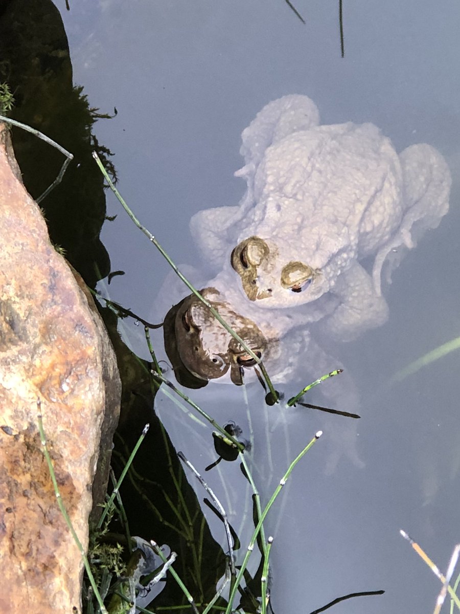 Françoise van Straelen 🇺🇦 (@van_strael) on Twitter photo <a href="/DrPaulEvans1/">Paul Evans</a> What I have in my little pond are small toads. They arrive every year at this time of the year to mate. I always wonder where they go the rest of the year. <a href="/DrPaulEvans1/">Paul Evans</a> What I have in my little pond are small toads. They arrive every year at this time of the year to mate. I always wonder where they go the rest of the year.