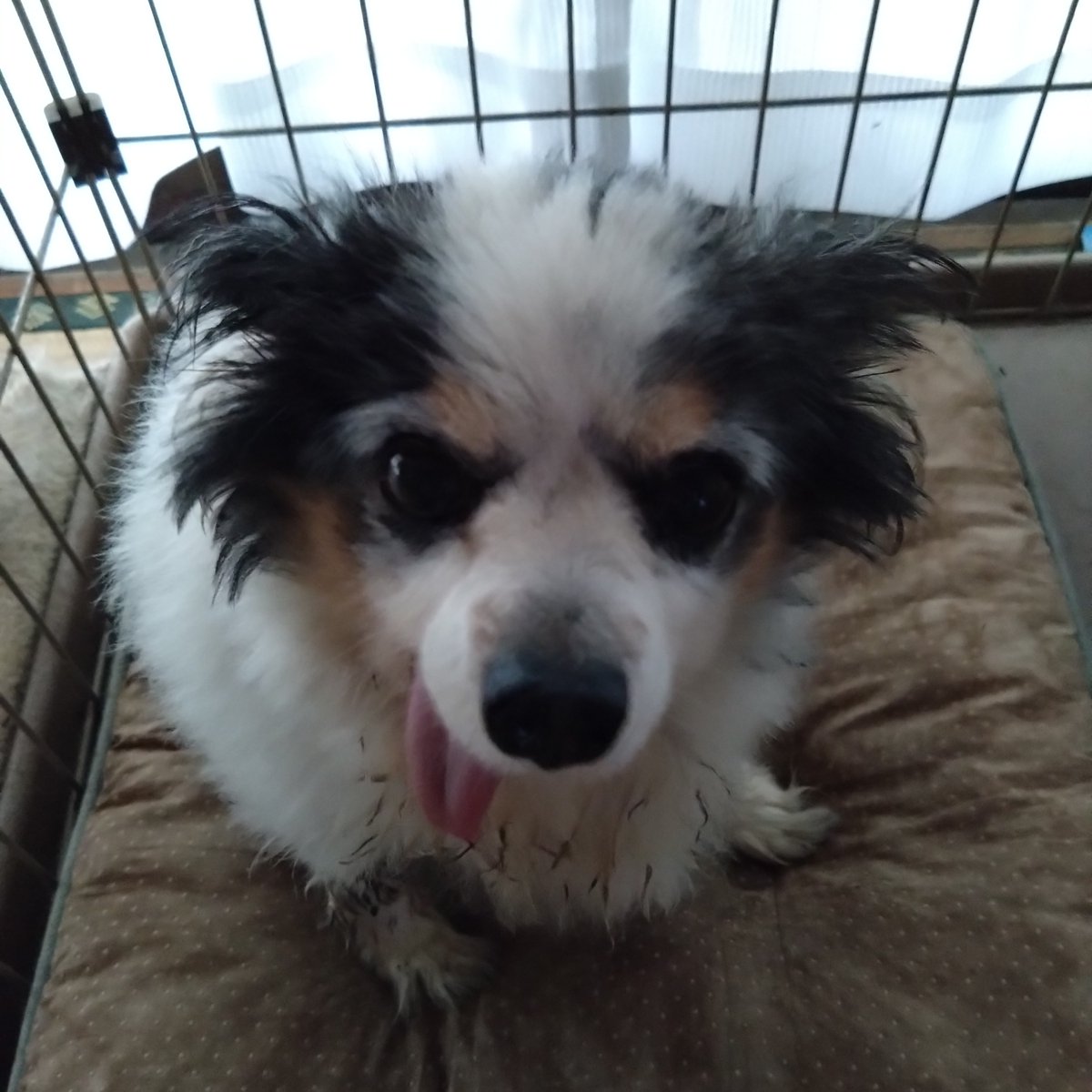 Mikazukicococo's tweet image. 姫ちゃんが ２５日にお星様になりました😢 １１年２ヶ月…長くても 短かった犬生🐶 やっぱりどの子もいなくなると 寂しいです😣 今まで ありがとう♪ 来世では もっと幸せになってね♪
#犬のいる暮らし 
#犬 
#パピヨン