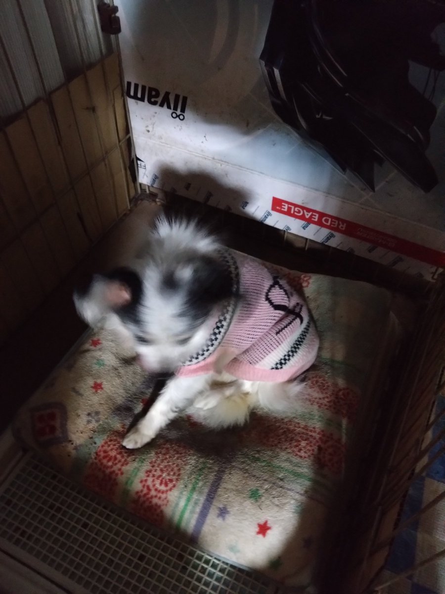 Mikazukicococo's tweet image. 姫ちゃんが ２５日にお星様になりました😢 １１年２ヶ月…長くても 短かった犬生🐶 やっぱりどの子もいなくなると 寂しいです😣 今まで ありがとう♪ 来世では もっと幸せになってね♪
#犬のいる暮らし 
#犬 
#パピヨン