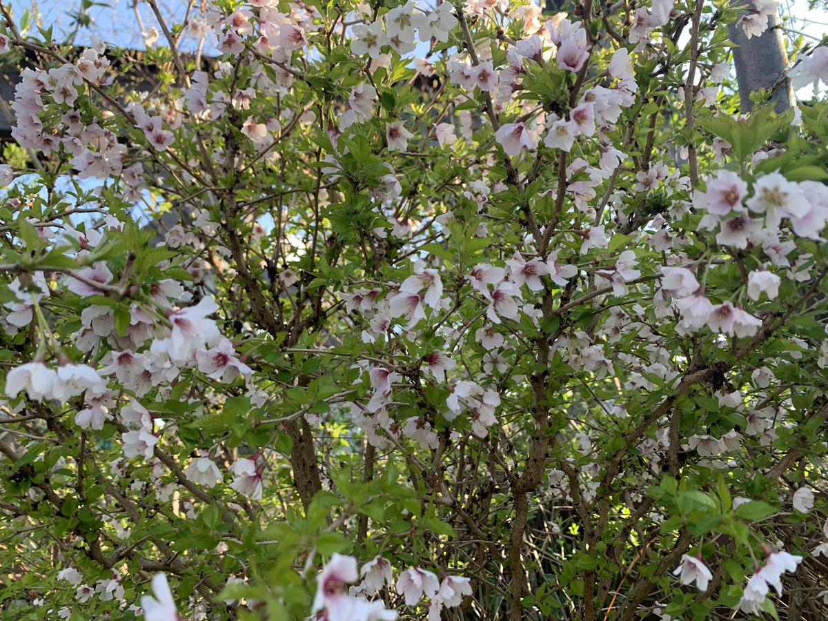 Pleasure to watch an amazing performance by <a href="/StreetwiseOpera/">Streetwise Opera</a> on the beautiful <a href="/nationaltrust/">National Trust</a> Castlefield Viaduct in spring sunshine ☀️Co-created with people affected by #homelessness the songs &amp; words celebrated #Nature &amp; called for urgent action on the climate crisis