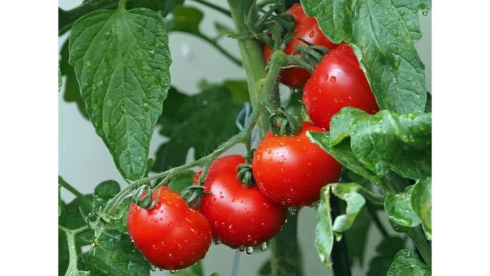 SDTech_Groupe's tweet image. Un nouvel ingrédient issu de déchets de graines de tomates
tinyurl.com/ynnvr6w4 #innovation #ingrédient #beauté #actif #upcycling #recyclage #déchets #graine #tomate #gaspillage #alimentaire #ingredient #beauty #active #recycling #waste #seed #tomato #waste #food