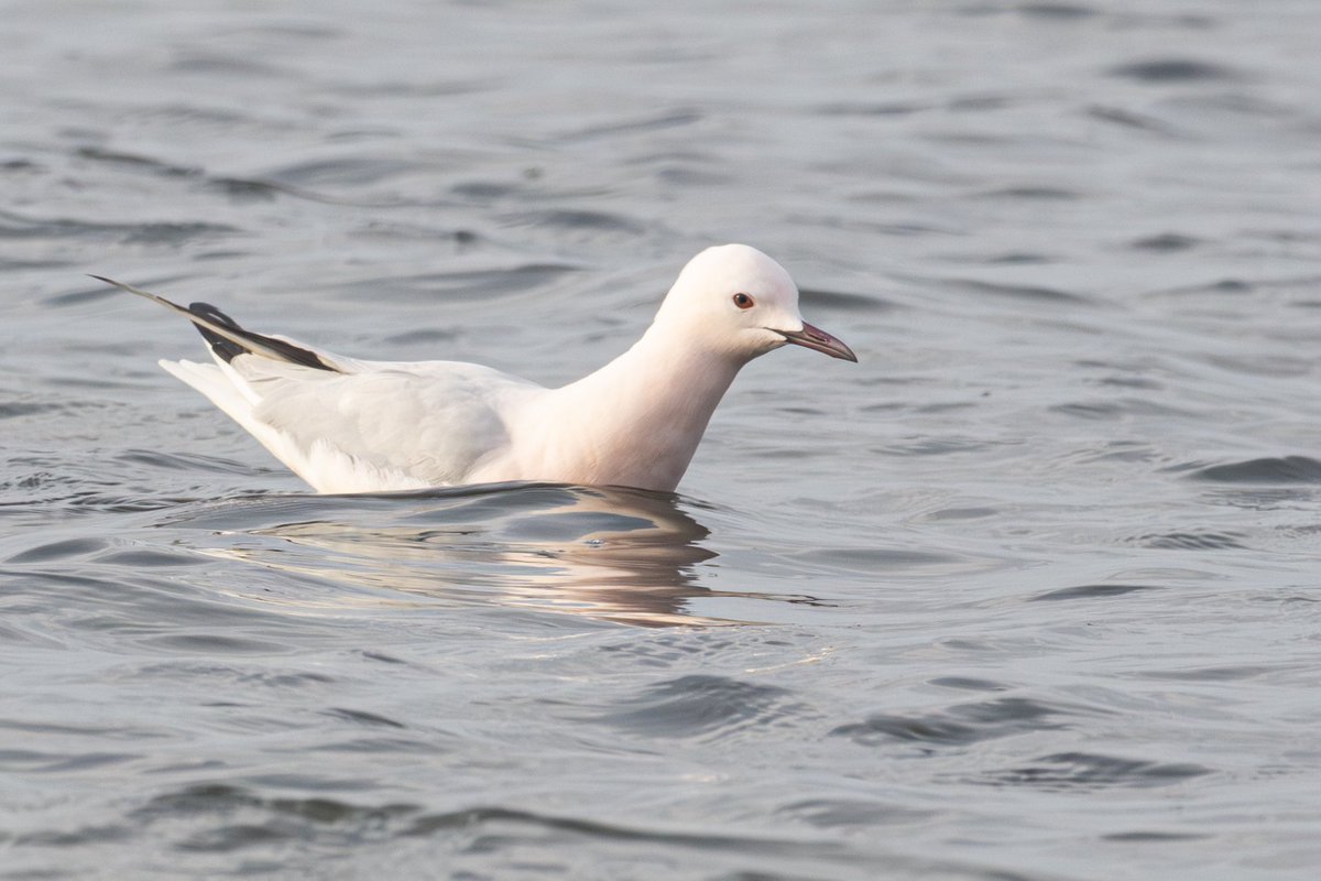 Slender billed gull (Chroicocephalus genei) from my trip to France earlier this year. One of 5 world lifers for me on the trip

#birdsseenin2025