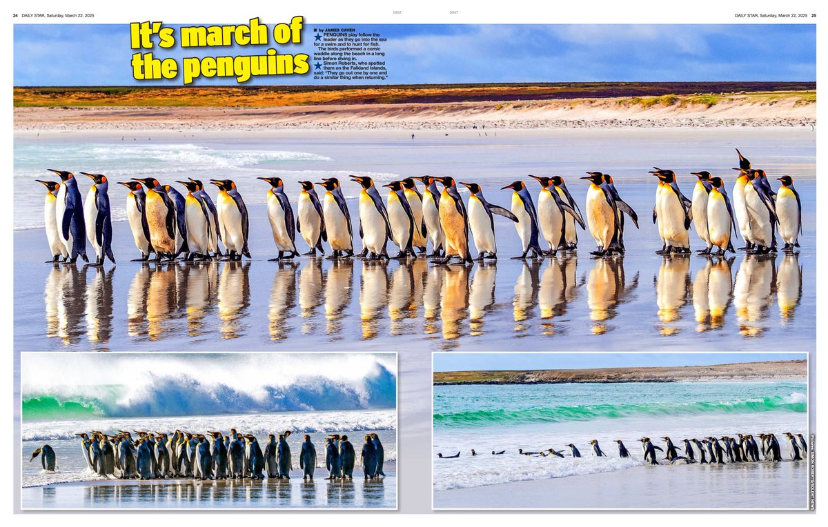 snapagency's tweet photo. Penguins appear to be playing follow the leader as they go into the sea one by one to hunt for fish. The grey birds waddle along the beach before forming an orderly line and diving into the water on the Falkland Islands
📸 - Simon Roberts
#penguines #lineup #followleader #wild https://t.co/n3tvwR2M3k