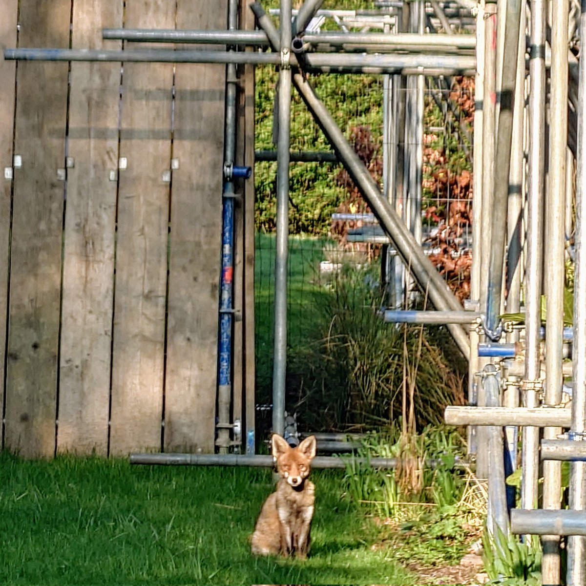 My #FoxOfTheDay in the garden in Clapham this morning.