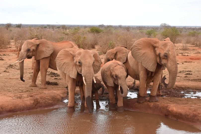tilmansafaris's tweet photo. Tsavo East National Park , home of the iconic Red Elephants and vast plains. Come we explore and create unforgettable safari memories. Book your adventure with Tilman safaris today. https://t.co/cXQD7VhcuK