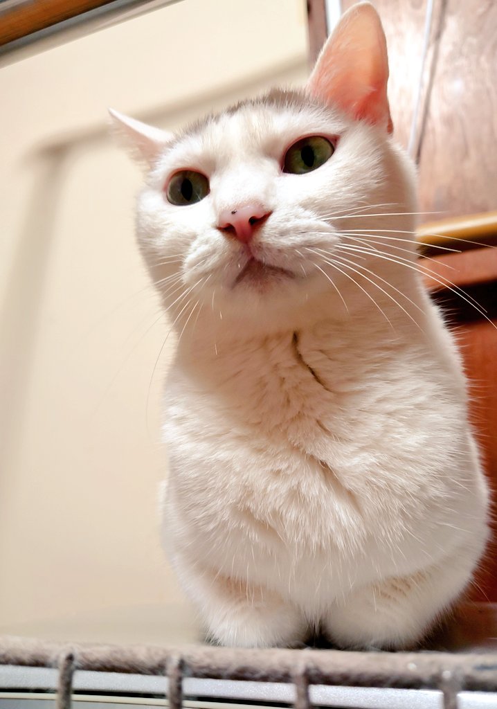 299sann's tweet photo. お手本みたいな香箱座りしてた！新入猫向けだよ🐱
#猫がいる暮らし https://t.co/Yw3tktVSxC