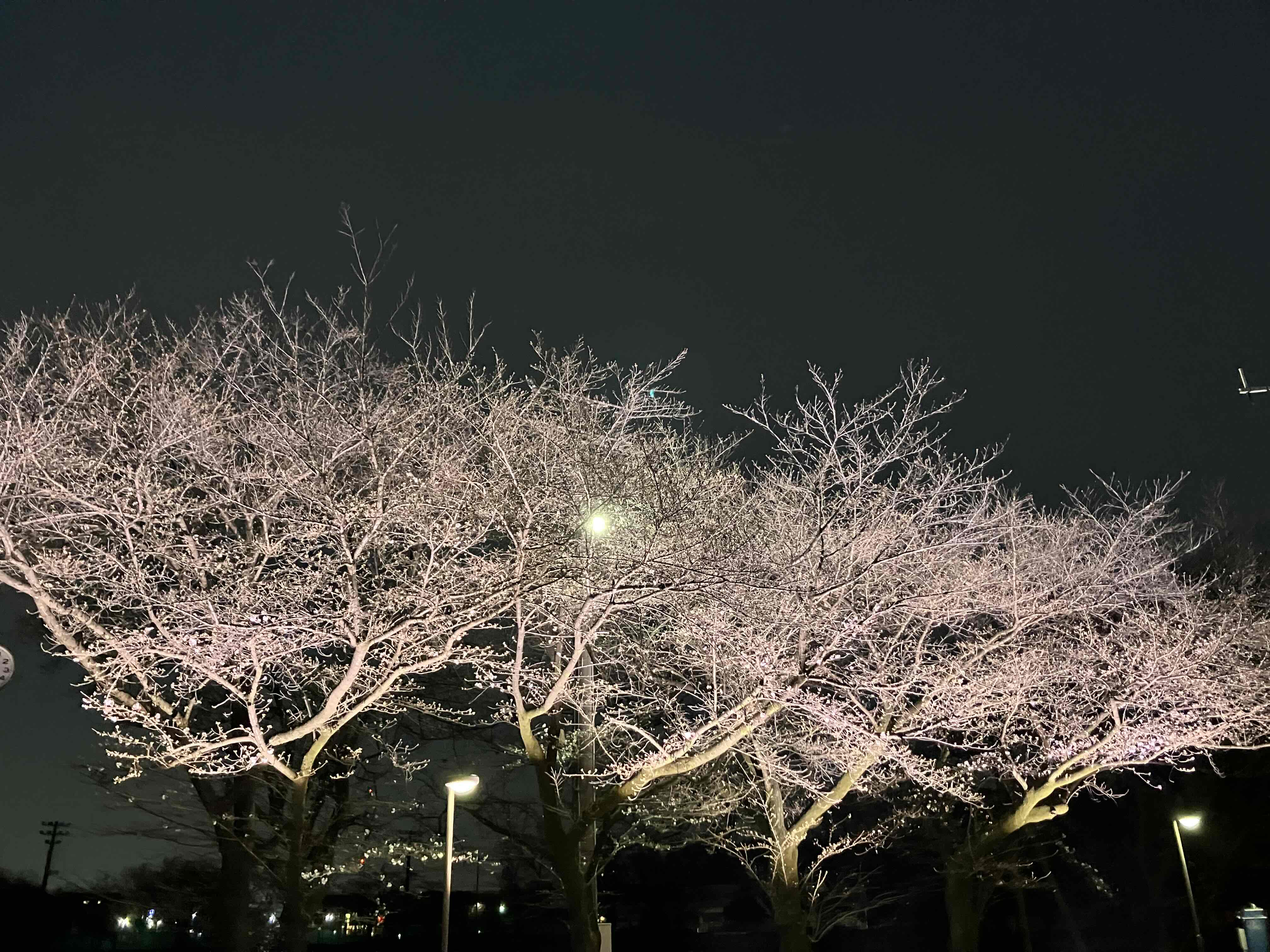 運気アップ】MI 3希少！ブラック桜瑪瑙スフィア⭐️夜桜⭐️台座