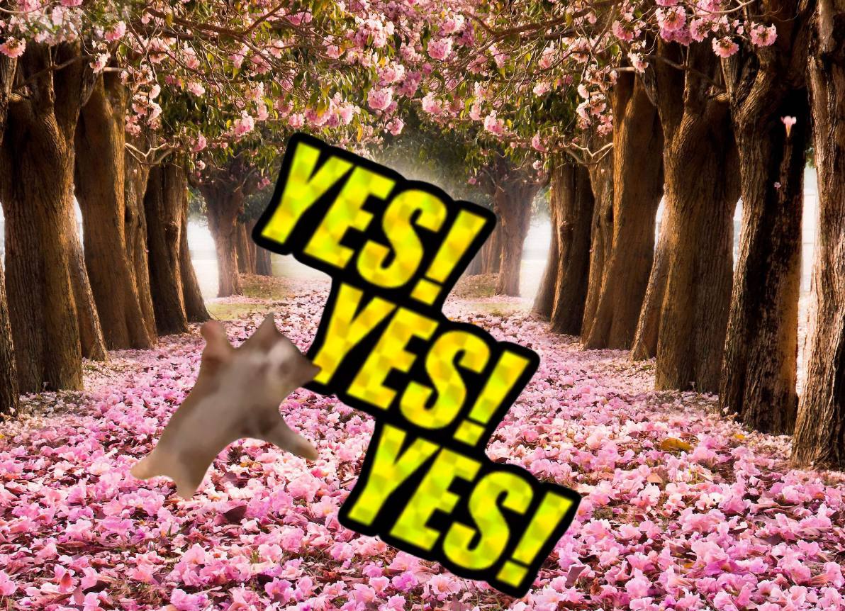 HappyCat 😸 tweet media