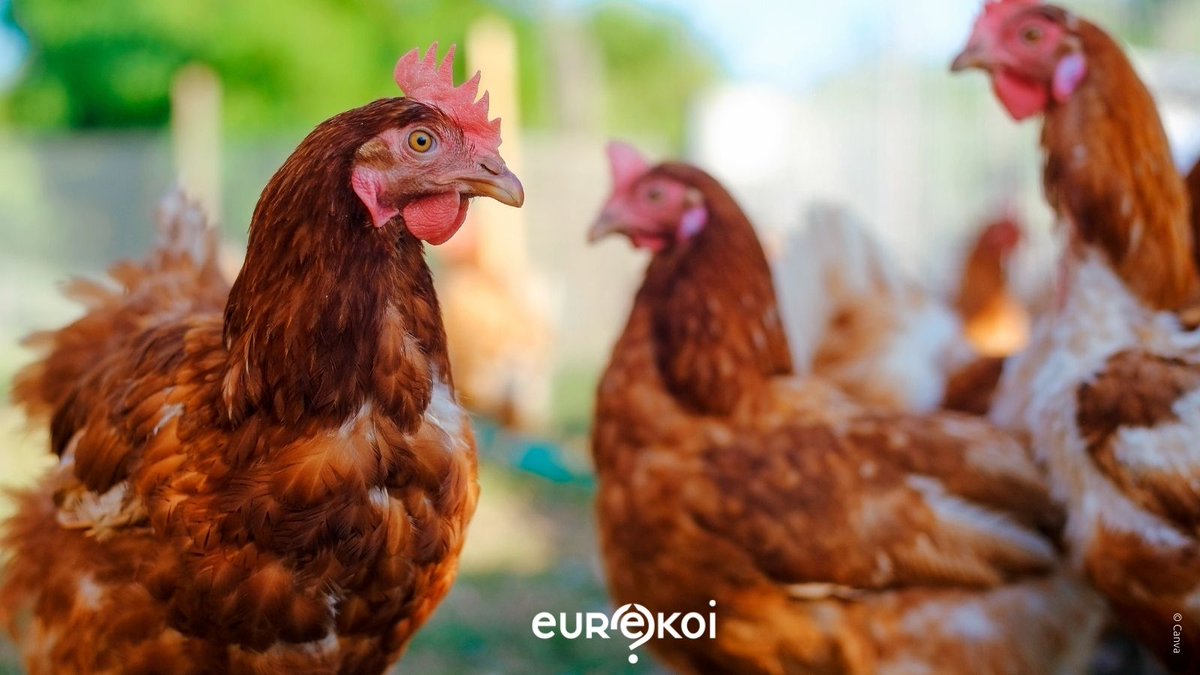 [Sciences] 

🤔 À votre avis, les poules dorment-elles ?

Nous avons pour habitude de voir dormir nos animaux de compagnie, mais moins nos amies les poules !

<a href="/bib2strasbourg/">bib2Strasbourg</a> nous éclaire sur ce sujet pour le moins insolite 👇
eurekoi.org/insolite-est-c…