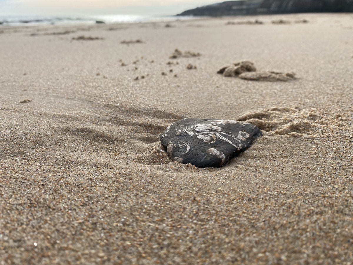 Rockpoolschool1's tweet image. Feel like I haven’t been here forever!! How pretty is it this morning!!! 

#whitleybay #seafront #sunshine #seaside #sand #lovewhereyoulive