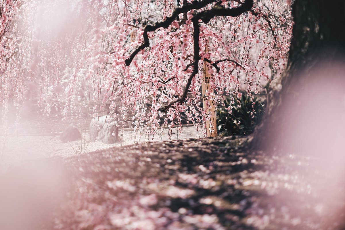 83saw's tweet image. 