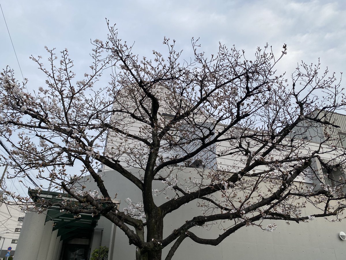 junmamm's tweet photo. 本日もお疲れ様でした!
乾杯🍻
ご神木じゃなくて
「標本木」😅
昨日かな?開花宣言出てました🌸
結構咲いてた!
からの黄砂の中の
#夕景プロジェクト
昨日 #AELU で買ってきた #山田隆太郎 さんの片口♡これで日本酒飲むのが夢でした😍(叶った💚) https://t.co/CH1rsl04Mk