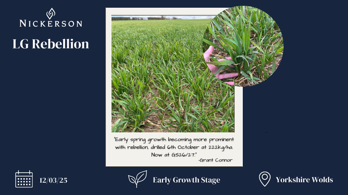 LG Rebellion establishing well in the Yorkshire Wolds!  👍

Contact your local seed specialist to find out more info on how LG Rebellion could work for you 👉 bit.ly/3FGwbSG
