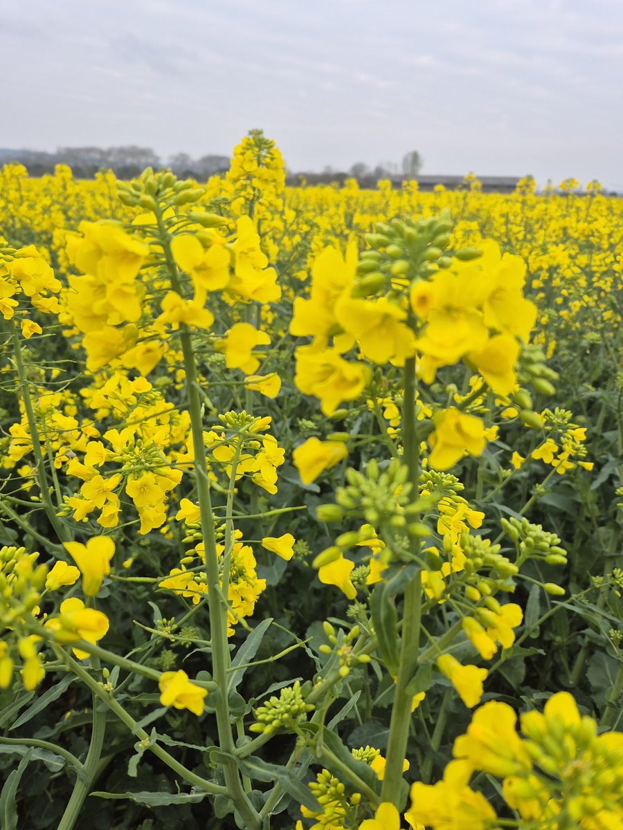 farmer815's tweet photo. G1 en approche #lgAcademic 🌼 #tebuco #prothio imminent https://t.co/FUJkrukAlx