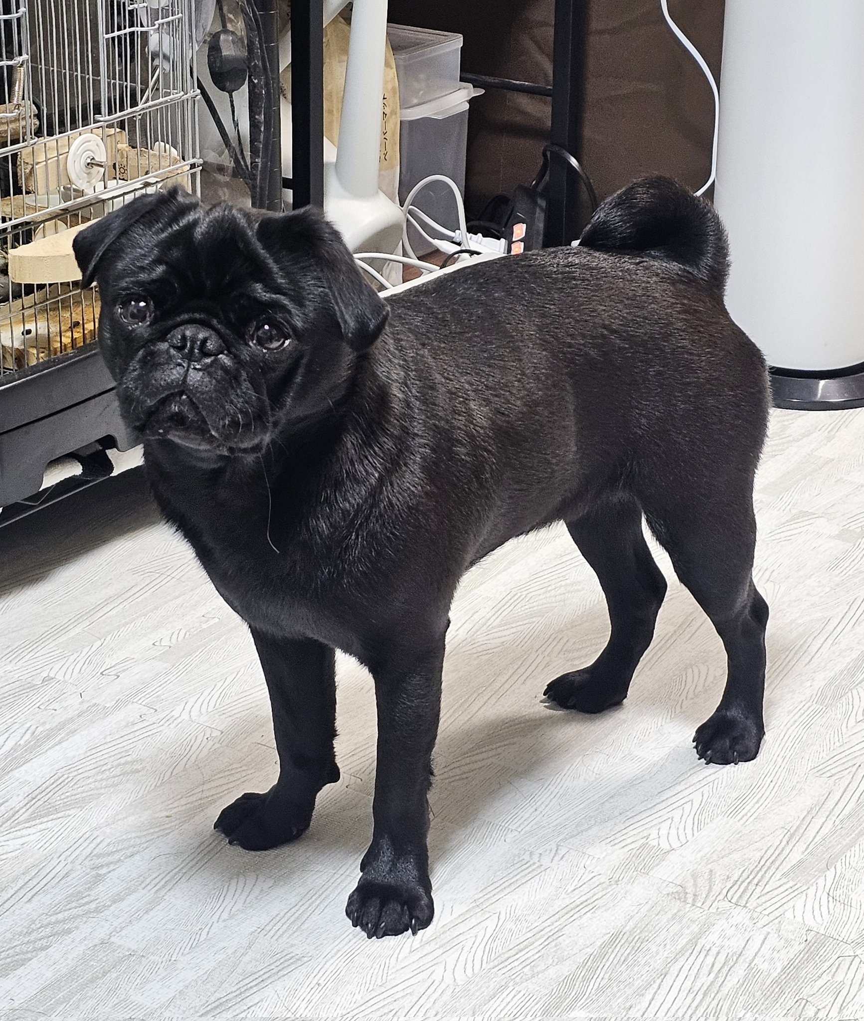 パグ走りおパグさん:ブラックver.(RUN PUG RUN) パグ走りおパグさん:ブラックver.(RUN PUG RUN) パグ走りおパグ