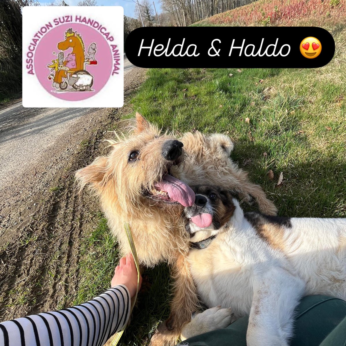 suzihandicapani's tweet photo. Helda & Haldo 😍 #helda à passé des radios de son épaule est de son membre antérieur suite à des douleurs importantes c’est malheureusement ses anciennes fractures qui posent soucis . Elle a des traitements 💊 adaptés en plus de son alimentation vétérinaire .
Pour l’aider , vous pouvez la parrainer 😍😀🥰