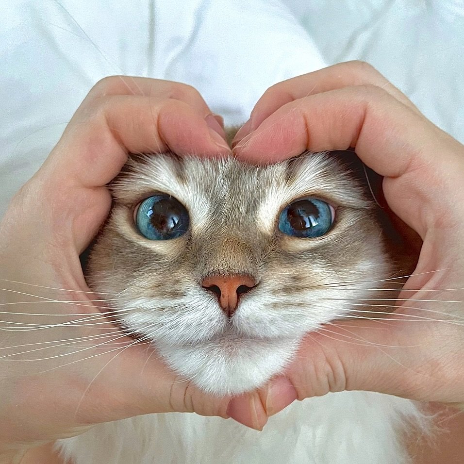 TheCatsX's tweet image. 