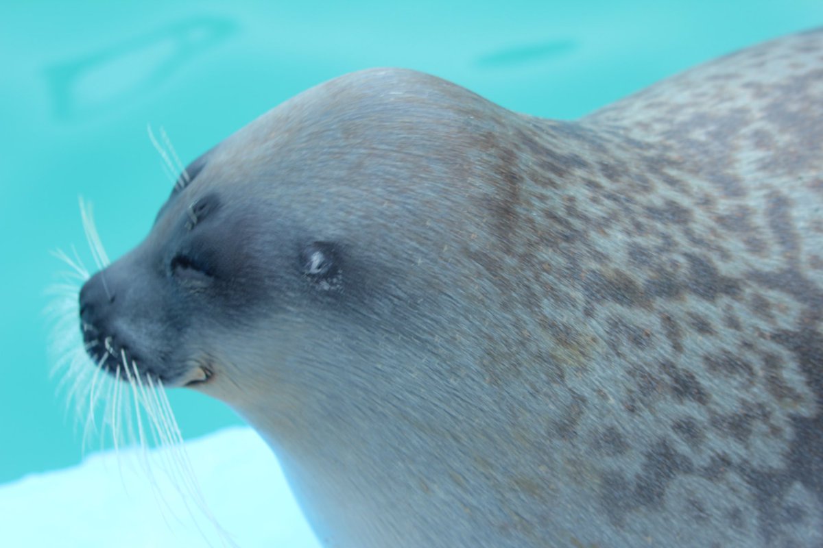 笑顔のようちゃんꉂꉂ🦭💕

#オホーツクとっかりセンター