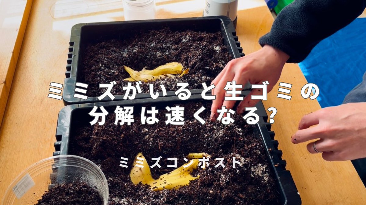 108Farm's tweet photo. ミミズがいると生ゴミの分解が早くなるのか？
そんな実験を動画にまとめました！
よろしければご覧ください🪱

#ミミズコンポスト 

https://t.co/8qOxkZ7VgK https://t.co/SxHc8zy17f