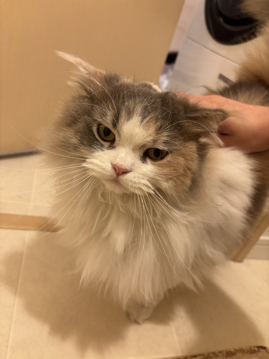 お仕事とは関係ないのですが、
友人がメスのサイベリアンの一歳半の迷い猫ちゃんを保護してます。
マイクロチップは名義が登録されておらずペットショップで購入履歴があります。
警察と近くの病院には連絡済みで飼い主さん心当たりある方は四谷警察署にご連絡ください。😭 https://t.co/BrqN0adPXT