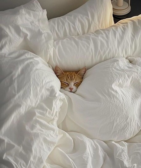 Catsillyness's tweet image. too comfy to get up
