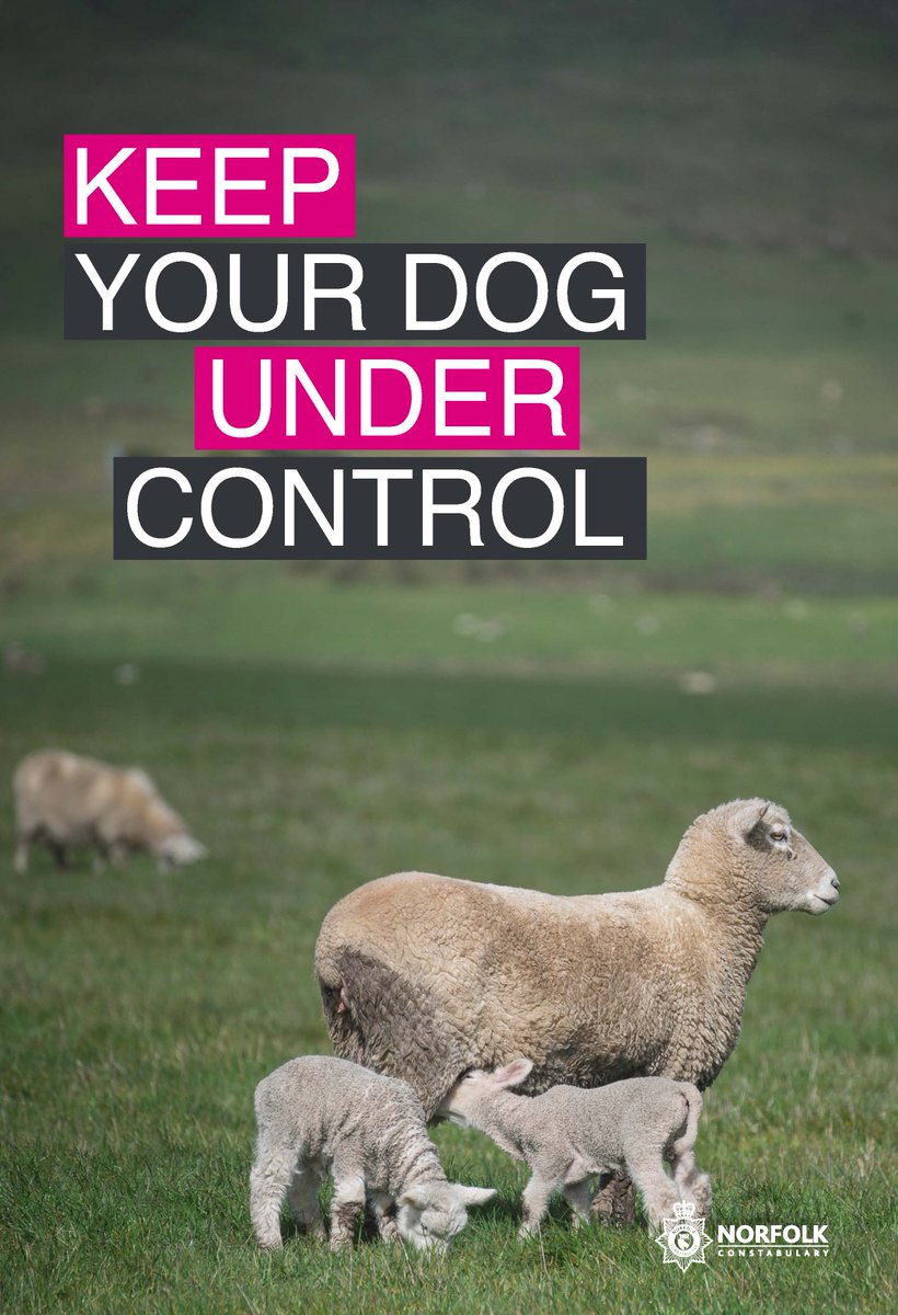 In last 7 days we have had 4 reports of dogs worrying livestock, 3 reports on sheep and 1 report of horses being attacked. These have resulted in appalling loss of life and suffering. 

More details orlo.uk/wcO7Z 

#OPRecall #DogsWorryingLivestock #OPRandall #RuralCrime