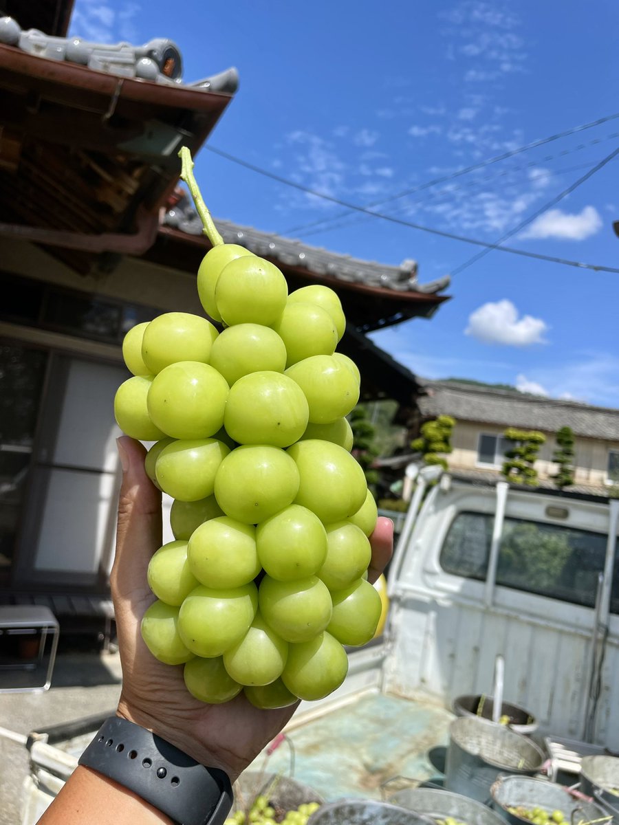 石井幹人/かんかん/果物農家🍇🍑 tweet media