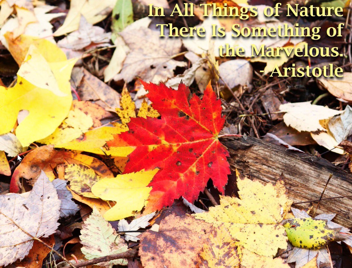 LiveaMemory's tweet photo. Thursday, March 27
Today’s Daily Picture Theme is ‘Leaf’!🍁
When Aristotle Said - “In All Things of Nature There is Something of the Marvelous” - He May Have Been Looking at a Leaf.😀👍
#DailyPictureTheme #NatureMemory https://t.co/Vp3u3NS4Yw