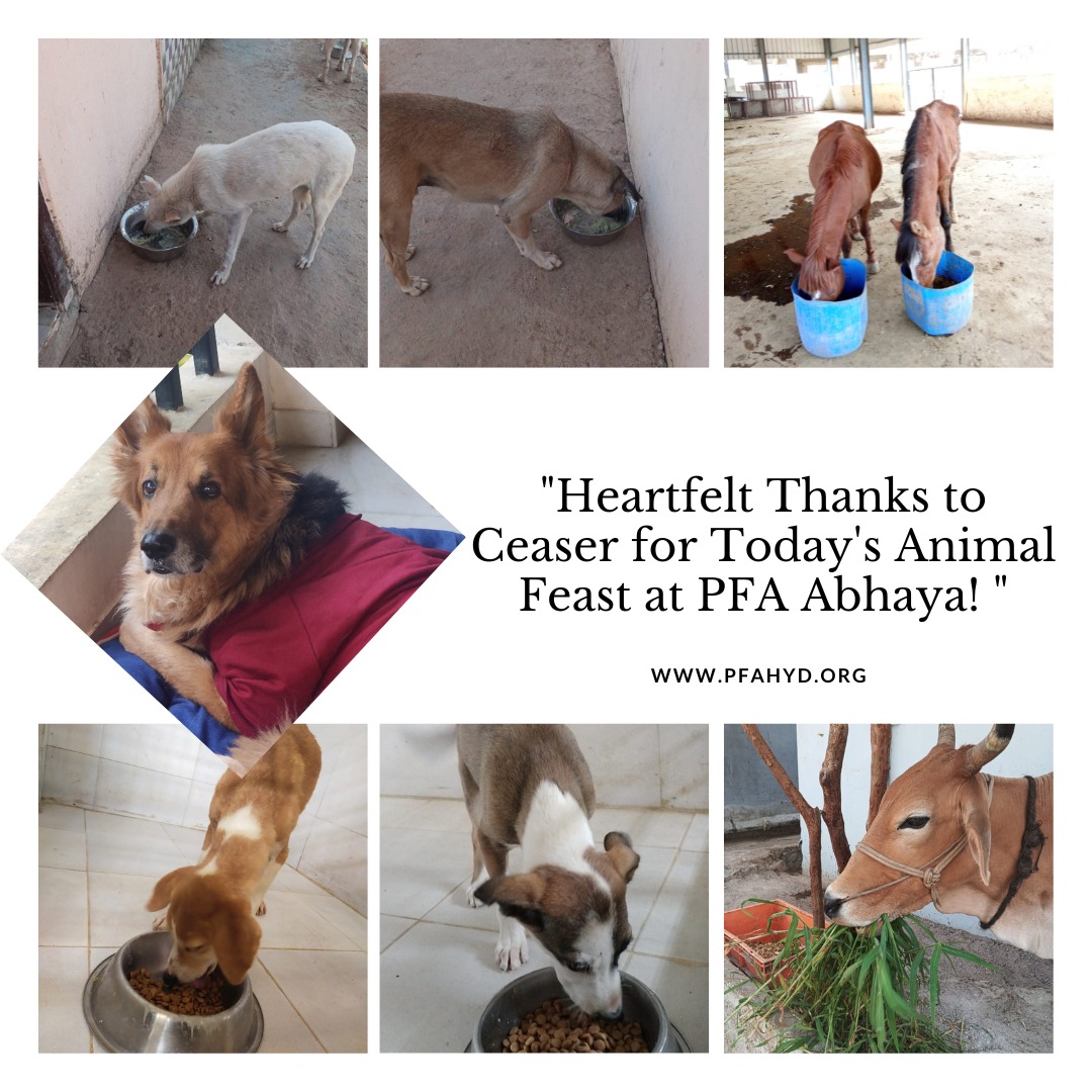 PFA Hyderabad tweet media