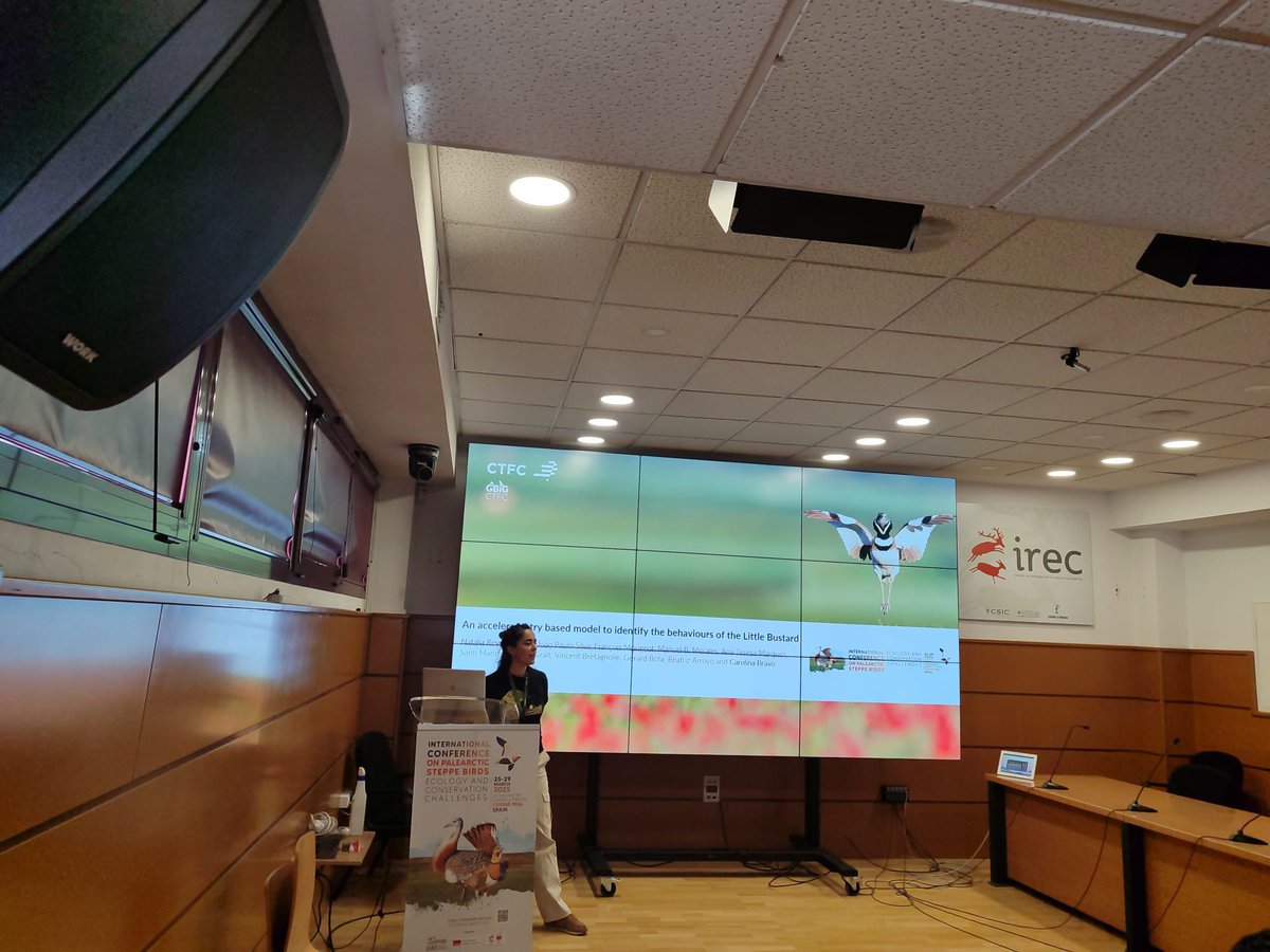 We are at the "Evolutionary and behavioural ecology of steppe birds" session with Natalia Revilla and her presentation "An accelerometer based model to identify the behaviours of the little bustard (Tetrax Tetrax)" 💻🌾