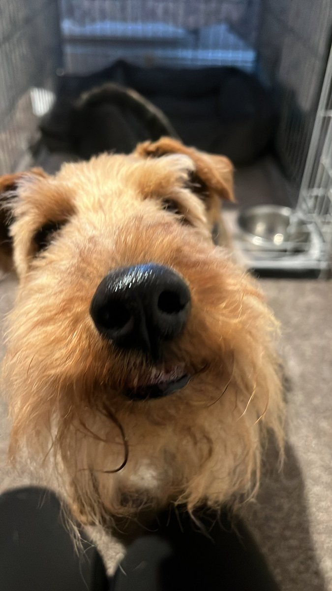 Bolhaus Terriers tweet media