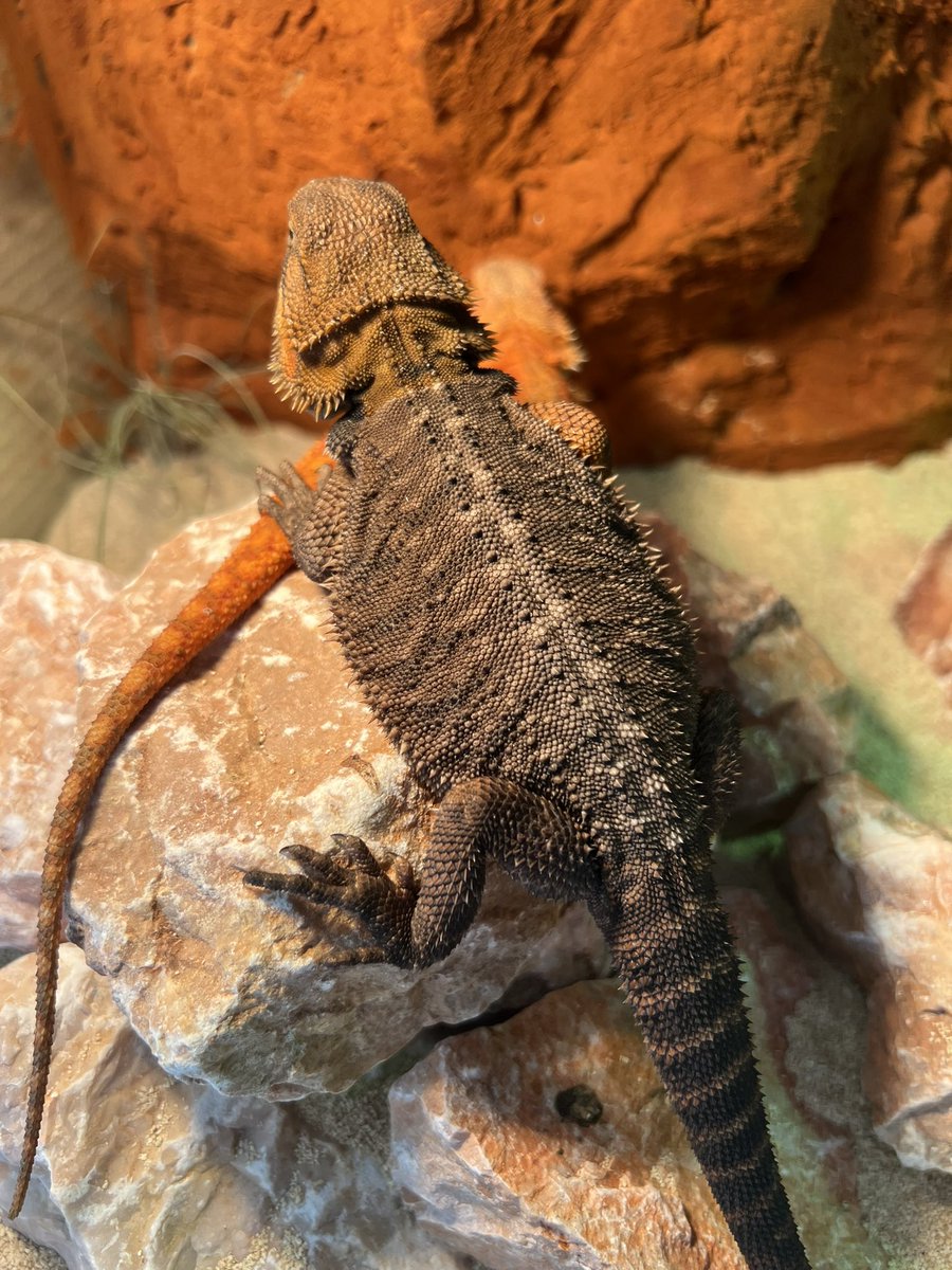 ows1326941's tweet photo. 脱皮中🦎

#爬虫類
#フトアゴ
#フトアゴヒゲトカゲ
#bearddragon https://t.co/eFJ2ePf0Ql