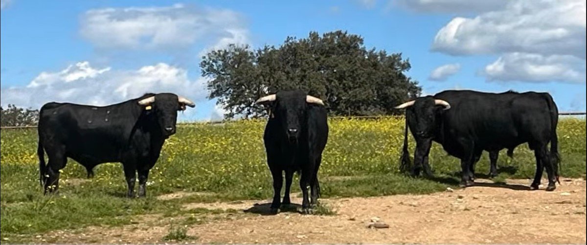chicuelina61895's tweet photo. 📝 ACTUALIDAD

👉 Los novillos de Domecq Núñez para Garlin
https://t.co/vS2vDmXzGe @RaquelMartinCom @aaronpalaci0 https://t.co/WYvyBodQxs