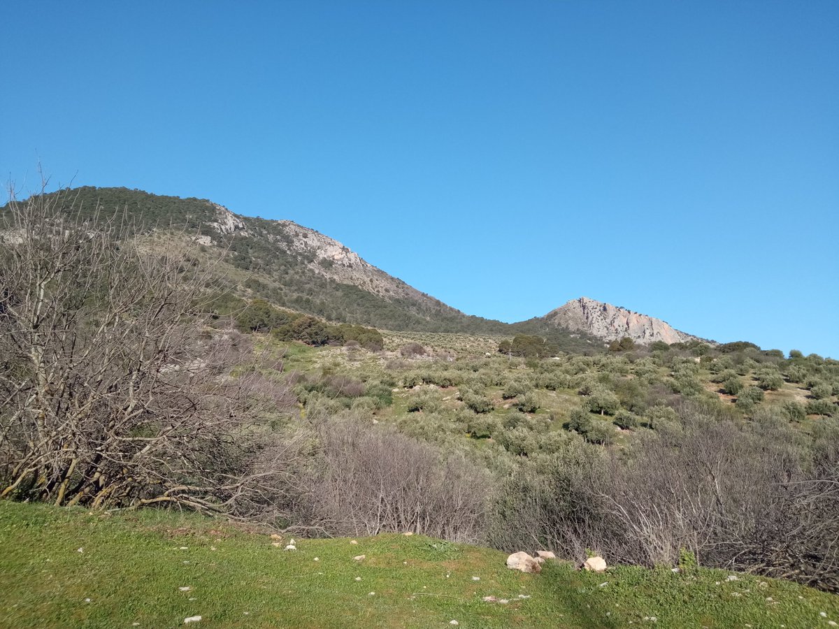 Mañana de trabajo intenso hoy en HSC. Poda, tratamientos, pastoreo... Mucho tajo por delante. 👩🏼‍🌾🚜🌿🐑

#otiñar #haciendasantacristina #jaen #oleoturismo #olivartradicional #pastoreo #jovenesagricultores #mundorural