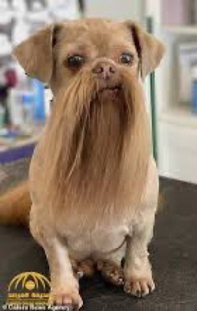 (KAVI) كاڤي tweet media