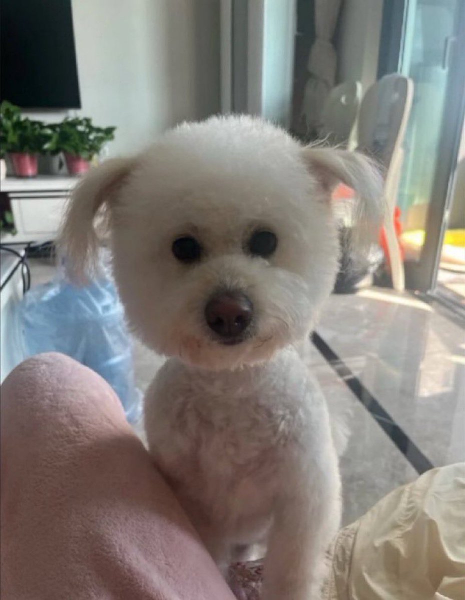 귀가 진짜 폭력적으로 웃김