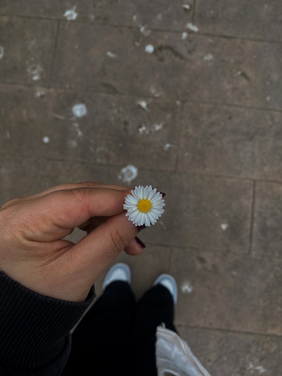 🌼