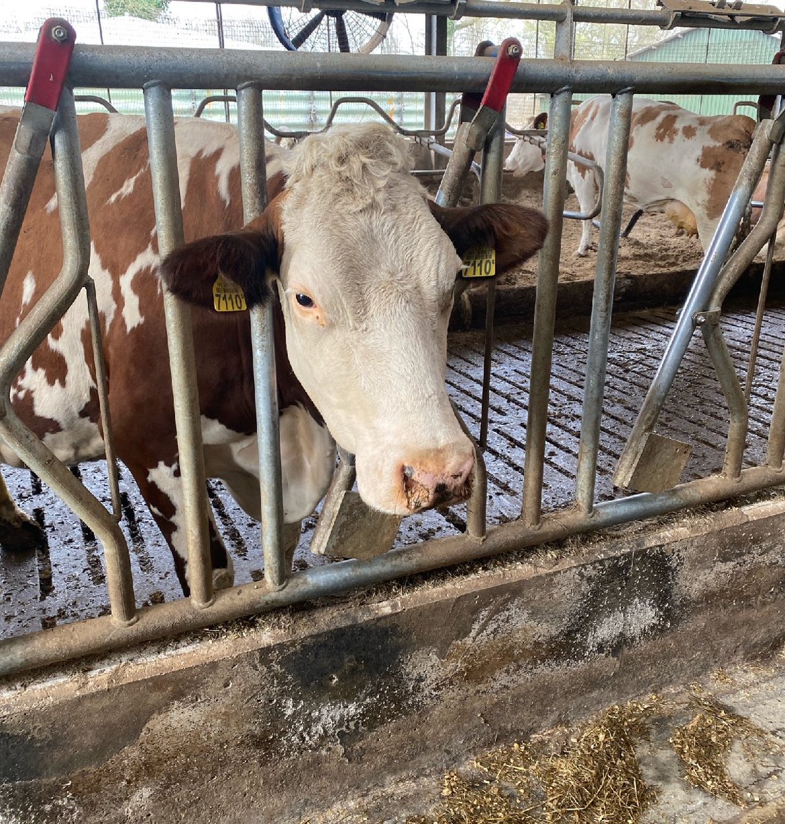 SBOHetMozaiek's tweet photo. De boer op, bezoek van groep 6/7 op de boerderij 🐄🐐🐮 @SBOHetMozaiek https://t.co/96u6XH8OJH