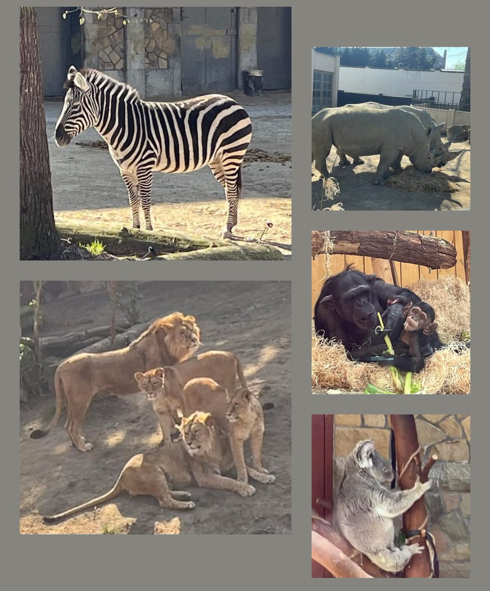 ingekraay's tweet photo. Wat een prachtige dierentuin is het toch de Antwerp Zoo 🦏🐅🐘🦒🦍🦓🐆☀️☀️ https://t.co/pncAUQBpPb