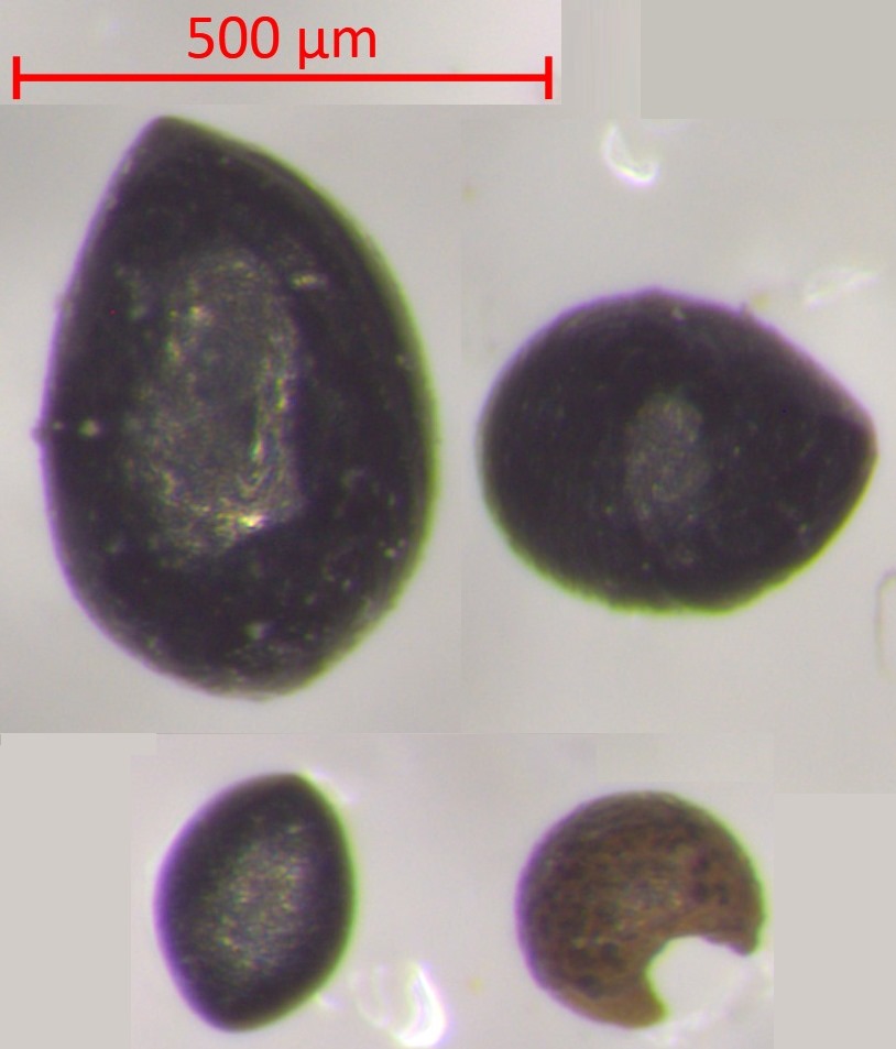 The FLUX Team (ERC Project) (@amgc_flux_team) on Twitter photo It's a busy week of micrometeorite hunting and imaging! The latter has included SEM/EDX analysis and optical imagery of many of our cosmic spherule finds! Included below is a composite image of a few relatively large samples identified here at the
<a href="/AMGC_VUB/">Archaeology, Environmental Changes & Geo-Chemistry</a>! 😊☄️ It's a busy week of micrometeorite hunting and imaging! The latter has included SEM/EDX analysis and optical imagery of many of our cosmic spherule finds! Included below is a composite image of a few relatively large samples identified here at the
<a href="/AMGC_VUB/">Archaeology, Environmental Changes & Geo-Chemistry</a>! 😊☄️
