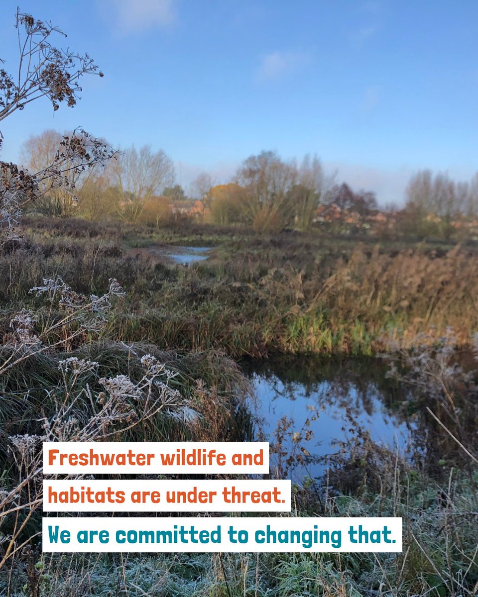 Freshwater wildlife and habitats are under threat, but we're committed to changing that.

📰 You can keep up to date with work, campaigns, important issues and how you can help by signing up to our free quarterly newsletter: freshwaterhabitats.org.uk/about-us/conta…