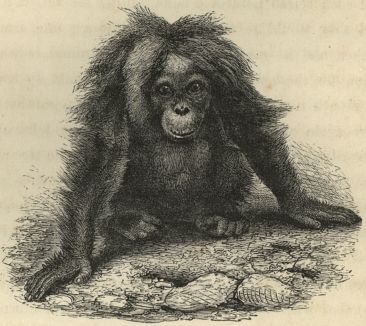 FossilHistory's tweet image. Charles Darwin wrote to Alfred Russel Wallace #OnThisDay in 1869, "I hope you have not murdered too completely your own & my child." He was referring to their joint theory of evolution, upon learning Wallace didn't believe it extended to humans.
